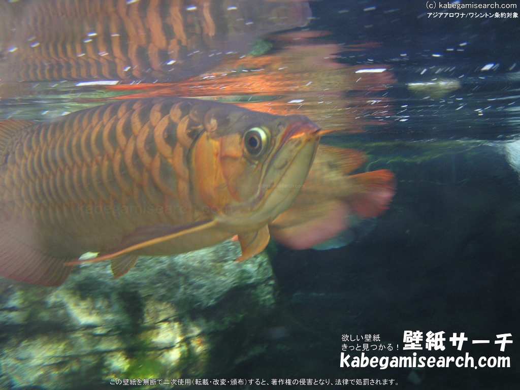 熱帯魚 アジアアロワナ の写真壁紙 写真 画像 デジタルカメラ 16